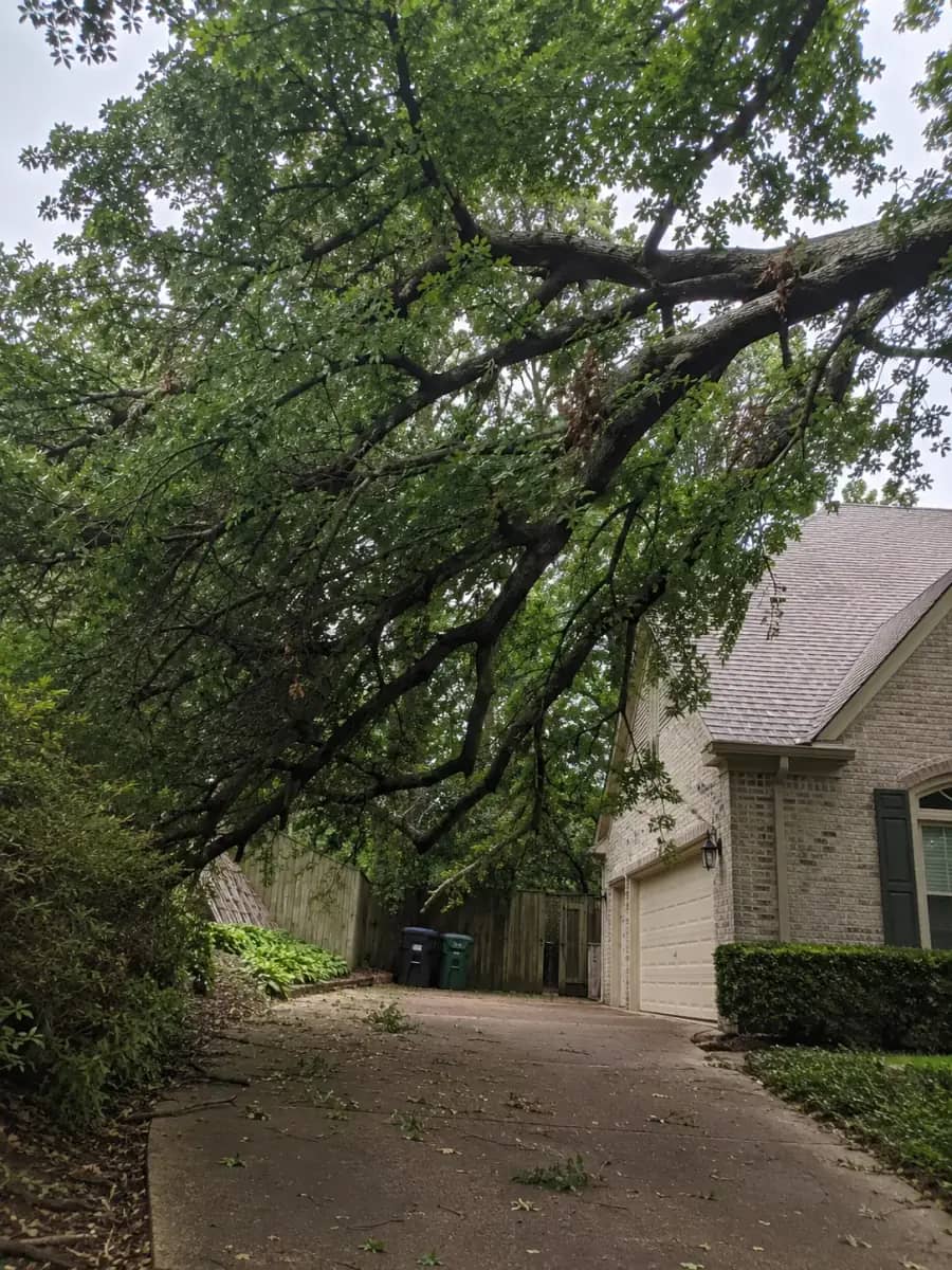 Before - Atlanta TreeWorks project