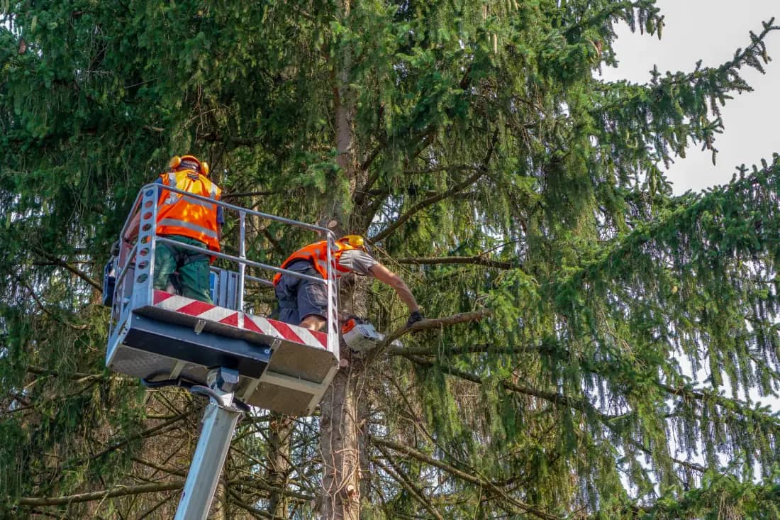 Atlanta TreeWorks tree care crew working in Metro Atlanta — photo 1