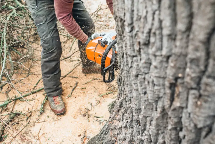 Tree Removal by Atlanta TreeWorks in Metro Atlanta
