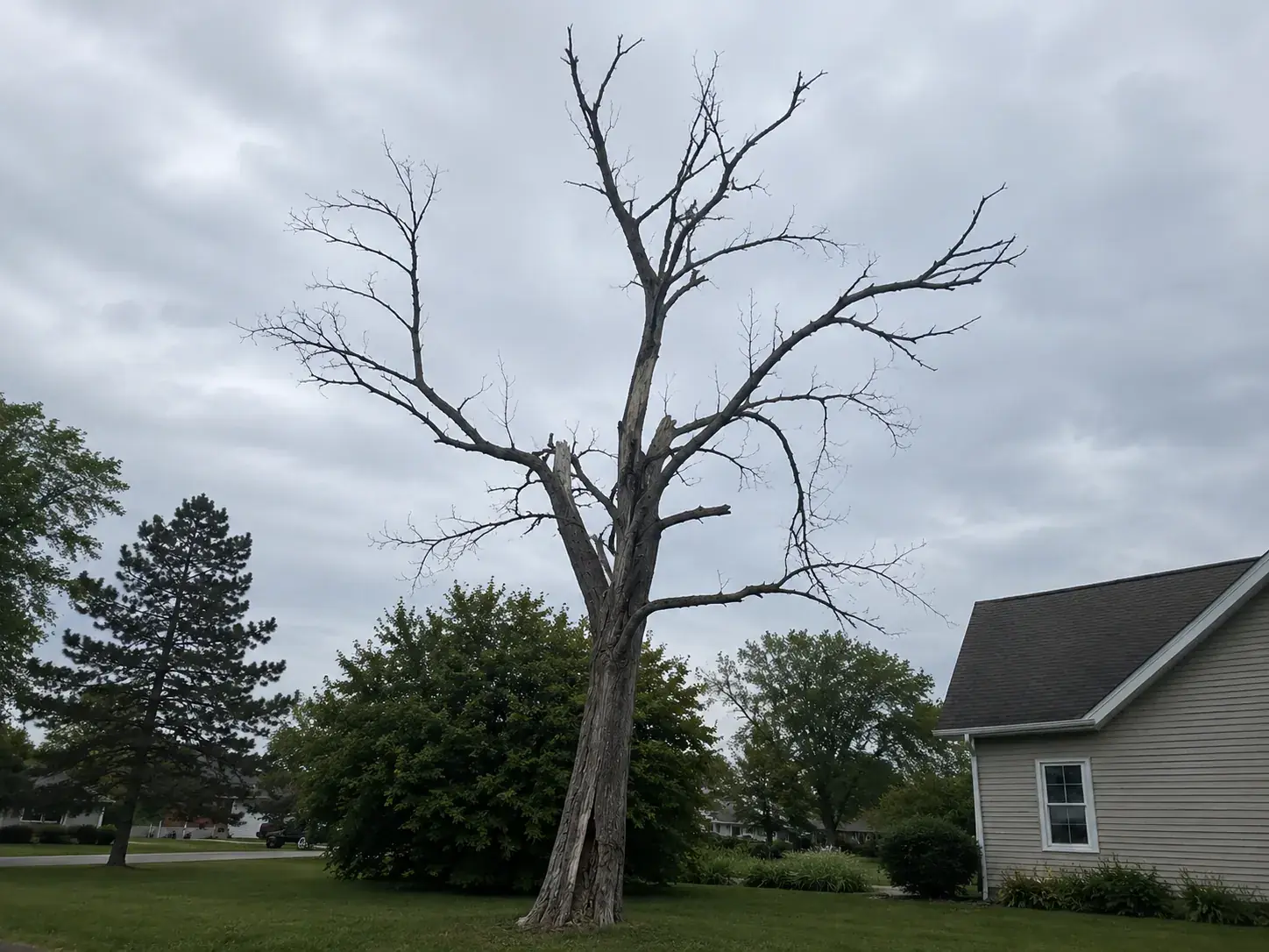 Mature residential tree with lean, dead limbs, peeling bark, and decay near the base